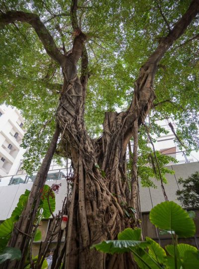 【禧榕軒ESG永續系列計劃】大解密！樹醫生的戶外診療室